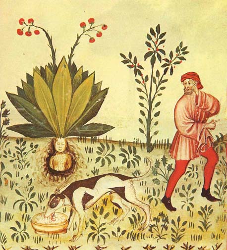 Mandragora Tacuinum Sanitatis.jpg