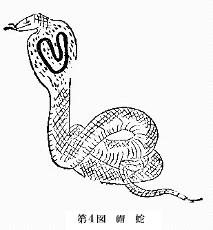 「第４図　帽蛇」のキャプション付きの図