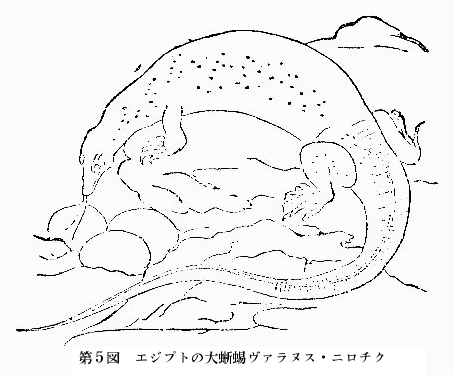 「第5図 エジプトの大蜥蜴ヴァラヌス・ニロチクス」のキャプション付きの図