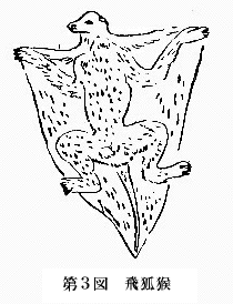 「第3図 飛狐猴」のキャプション付きの図