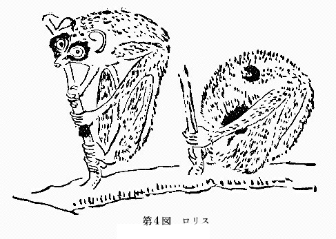 「第4図 ロリス」のキャプション付きの図