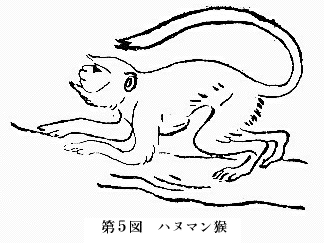 「第５図　ハヌマン猴」のキャプション付きの図