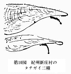 「第10図 紀州新庄村のタチガイ二種」のキャプション付きの図