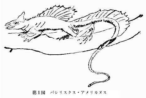 「第１図　バシリスクス・アメリカヌス」のキャプション付きの図