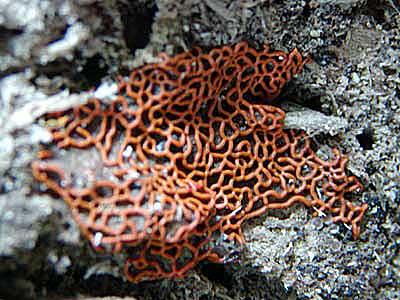 粘菌ヘビヌカホコリ